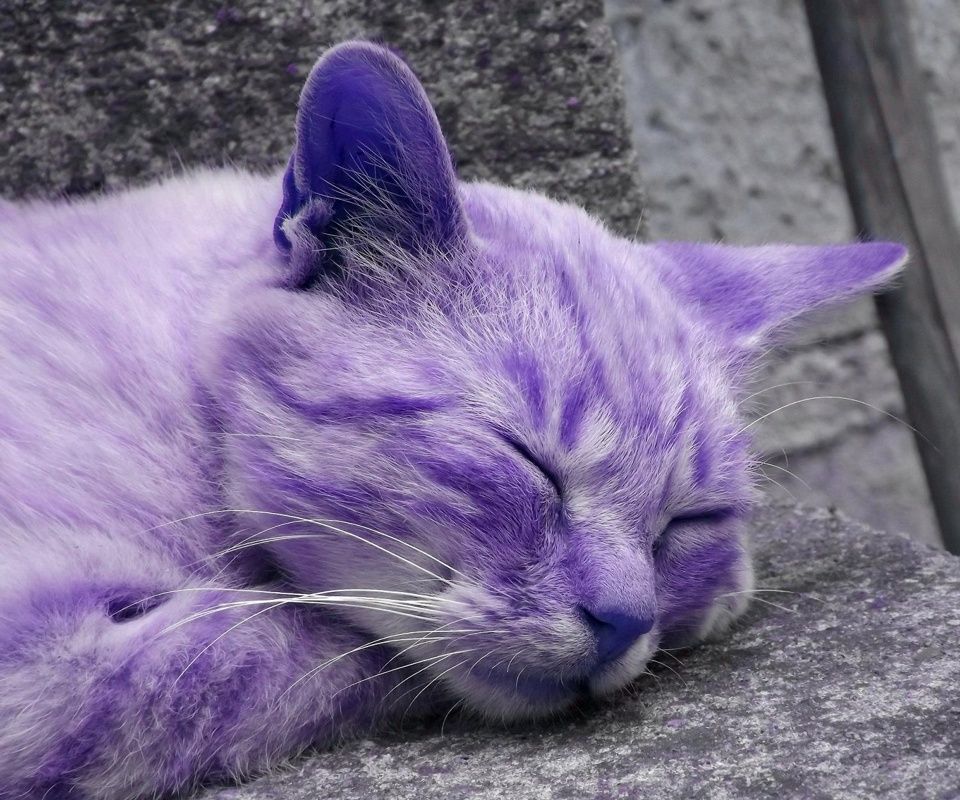 Violet Cat Pictures, Images and Stock Photos