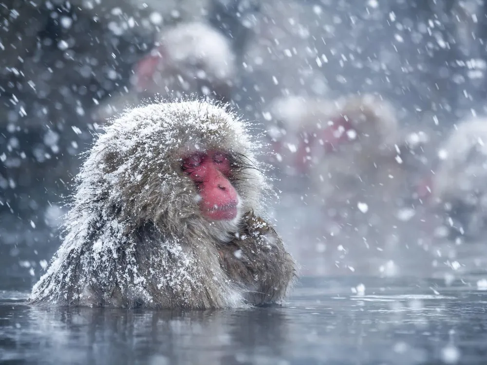 Japanese Macaque, Macaca fuscata