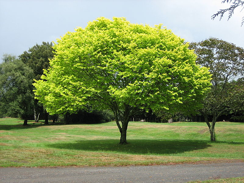 Tree some pinay