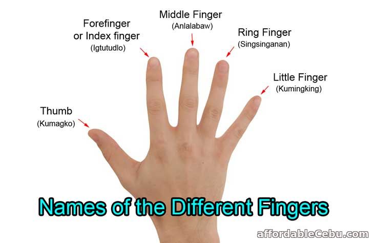 Results for : sabik bisaya malibog finger