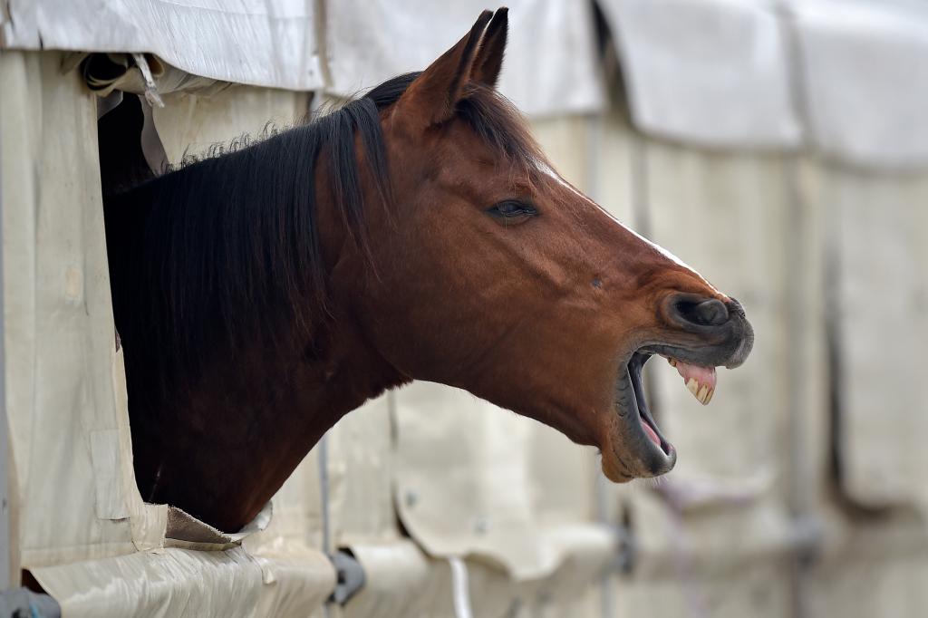 Human being having sex with horse