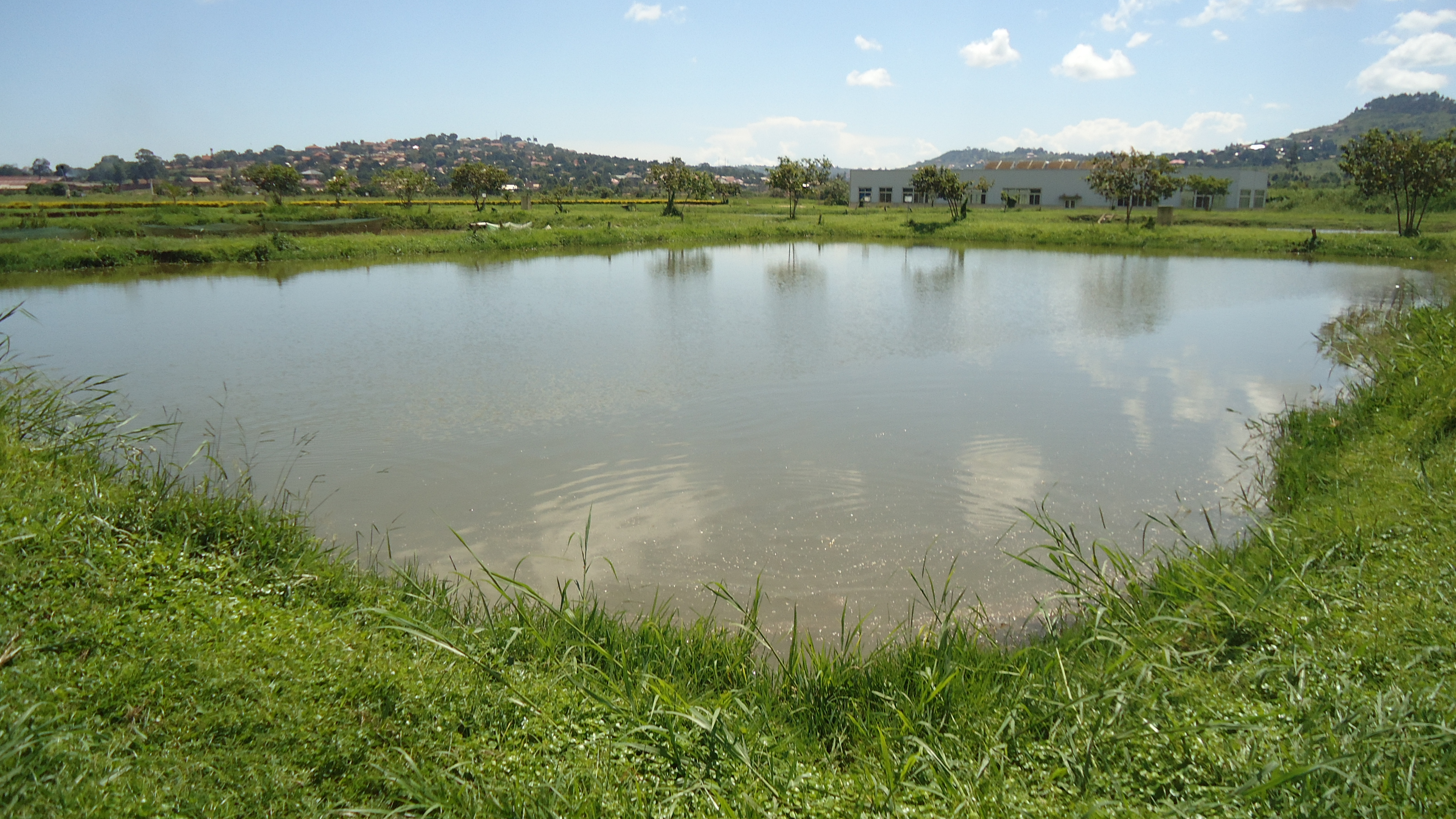 Uganda pond