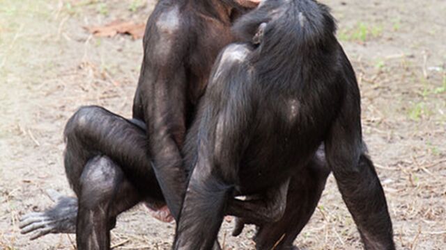 Les animaux qui font l/â€™amour