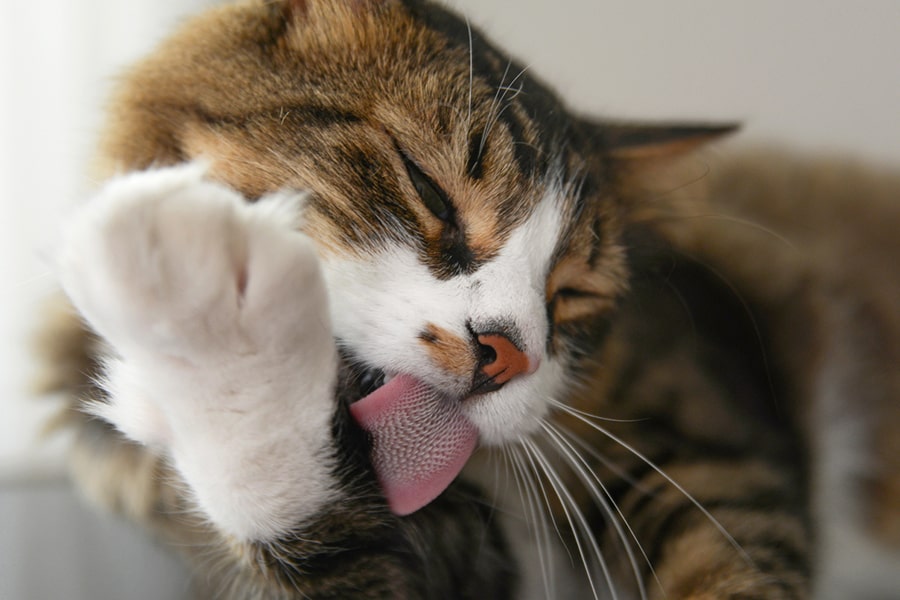 Is It Normal For Cats to Lick You?