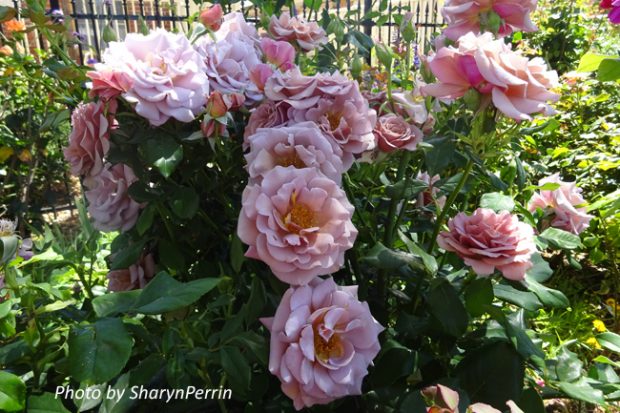 Get the latest from Treloar Roses...