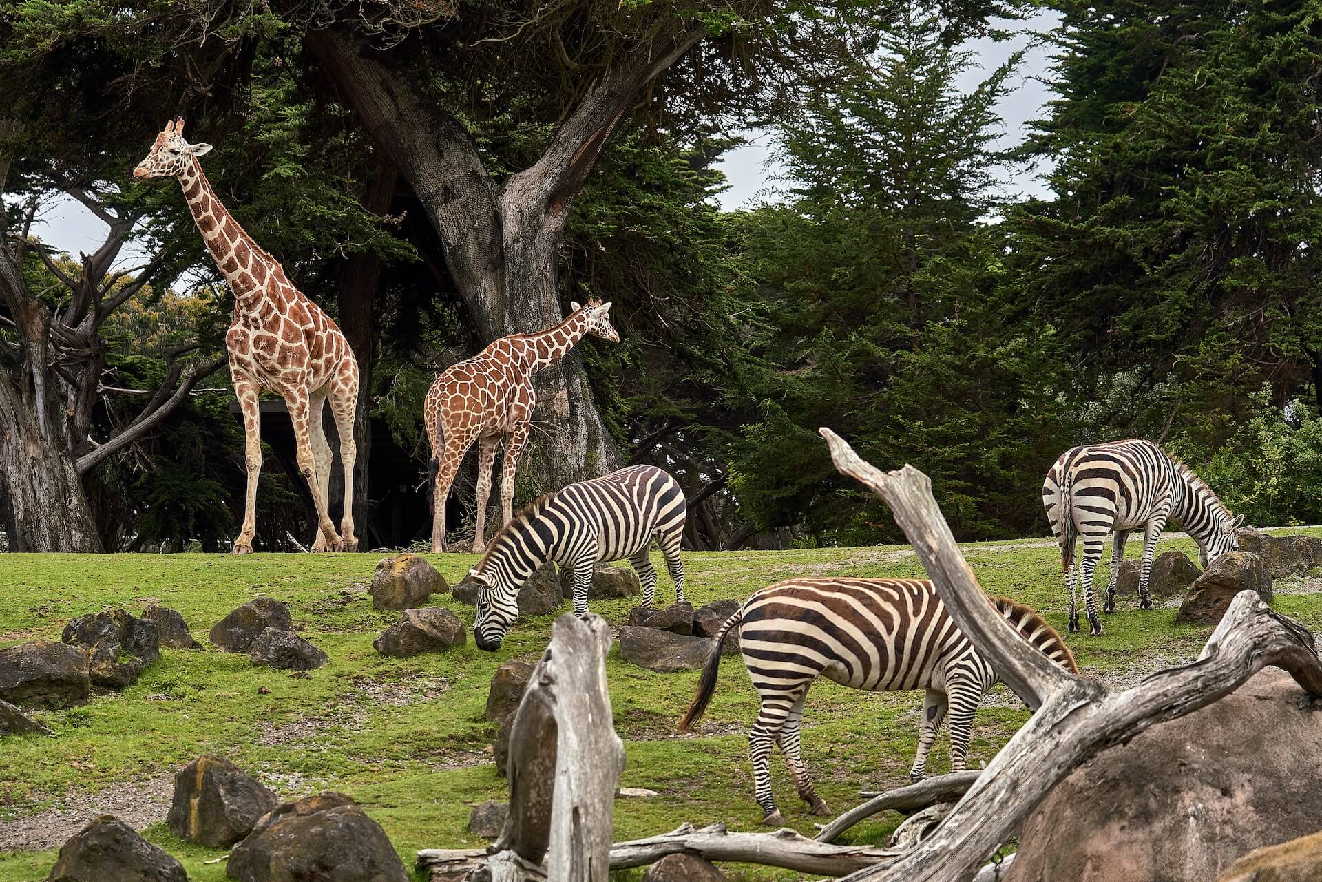 Pinoy zoo