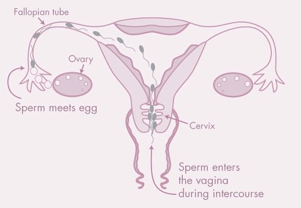 How To Know if Sperm Is Inside?