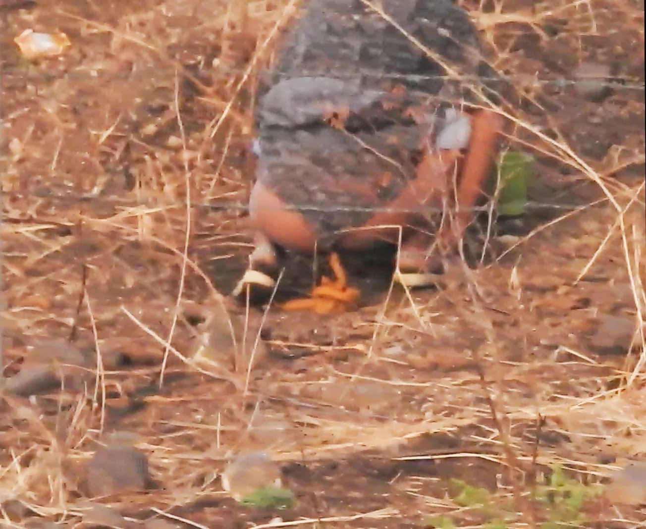 Indian women pooping