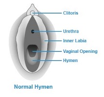 Results for : lubang vagina perawan