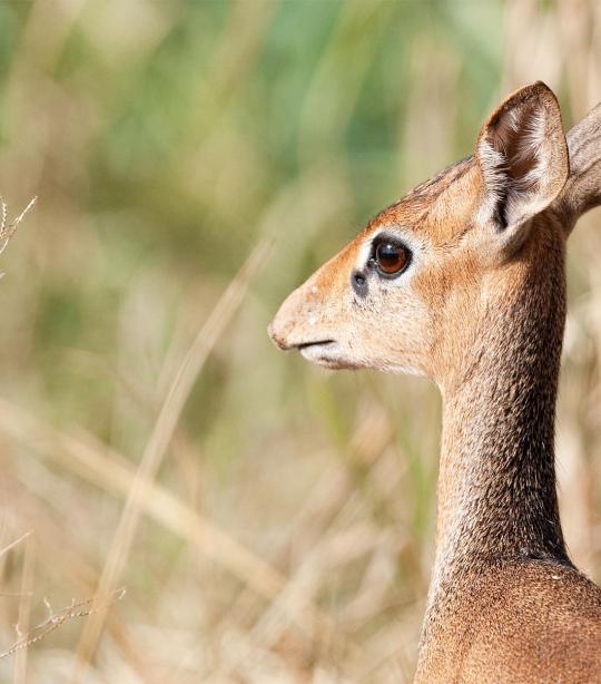 Pics For Dik Diks Pictures, Images and Stock Photos