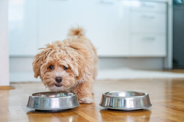 How and When to Switch from Puppy to Adult Dog Food