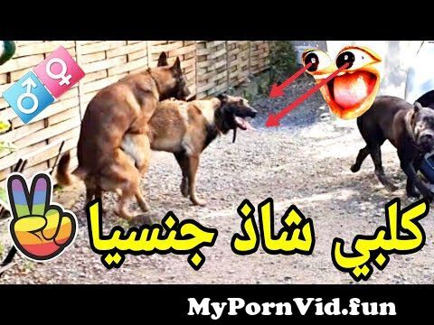 حيوان كلب ينيكه رجل