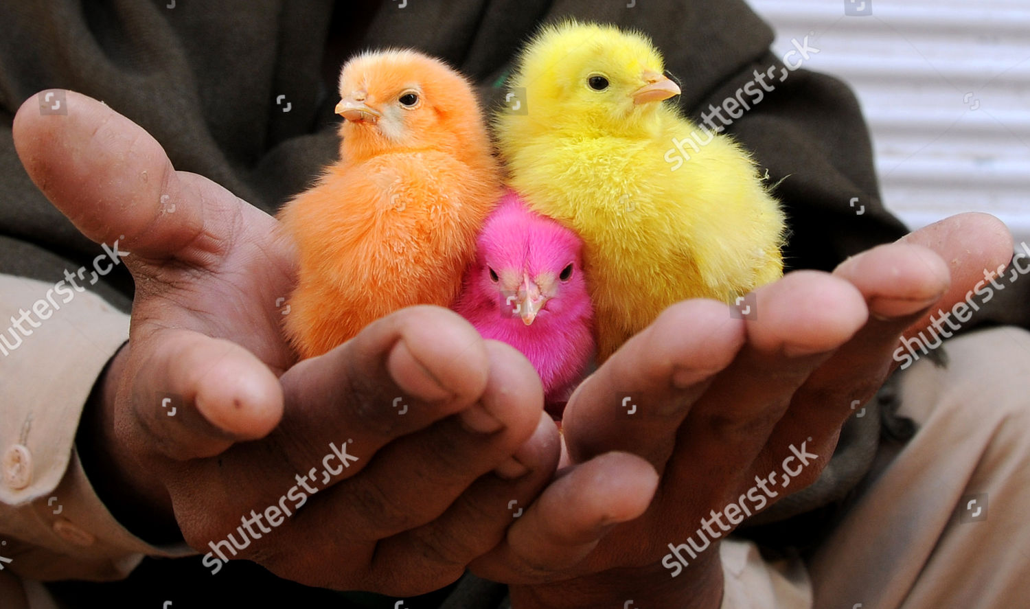 Pakistan chick