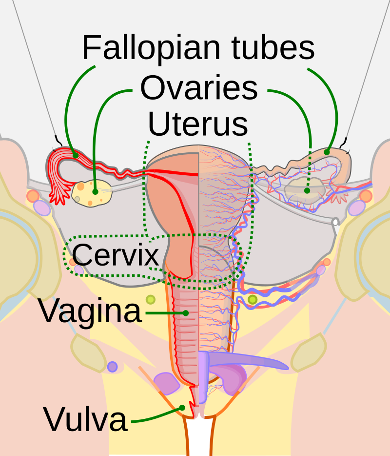 How long is the vaginal canal?