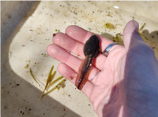 Great Lakes teeming with tiny plastic fibers, scientists say