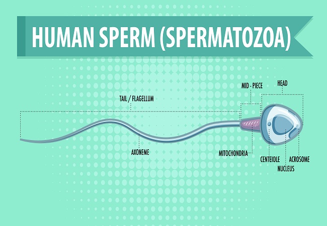 How Long Should You Keep Sperm Inside To Get Pregnant?