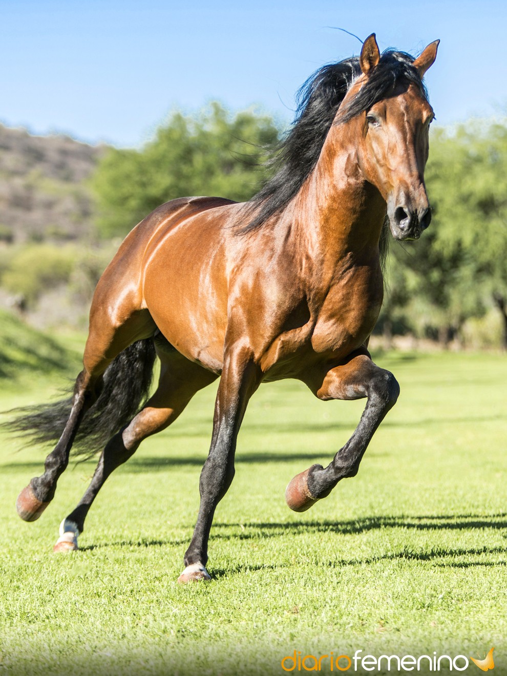 Animales de poder / Caballo de mar