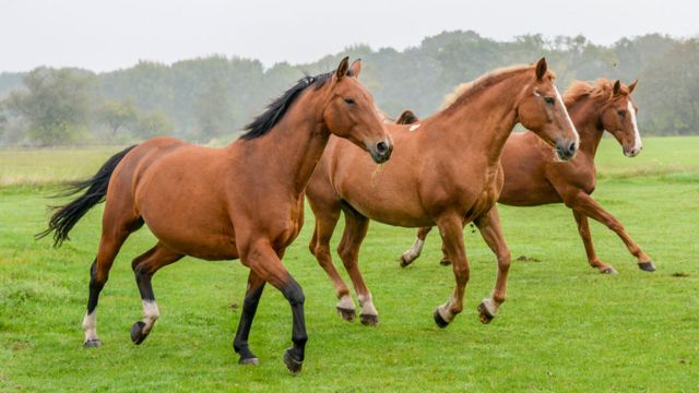 Con animales caballos