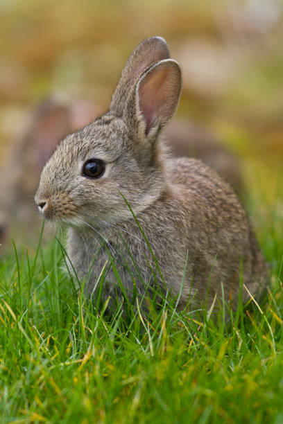 Easter bunny in the woods