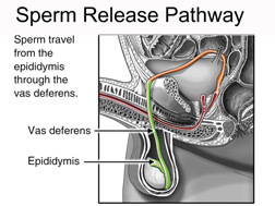 Sperm release pathway