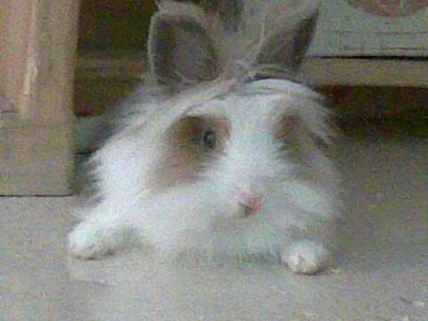 Lunita rabit