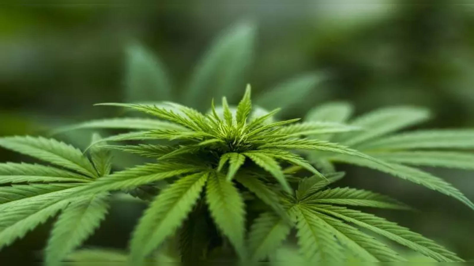 High on Grass: Himachal Plans To Legalise Medicinal Cannabis Cultivation