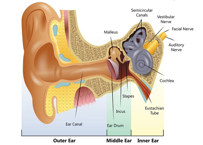 How the ear works