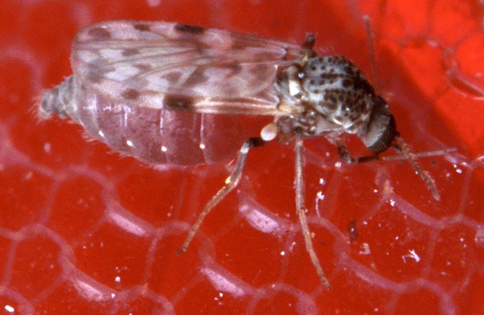 6 Questions About Midges: Tips to Get Rid of Midges