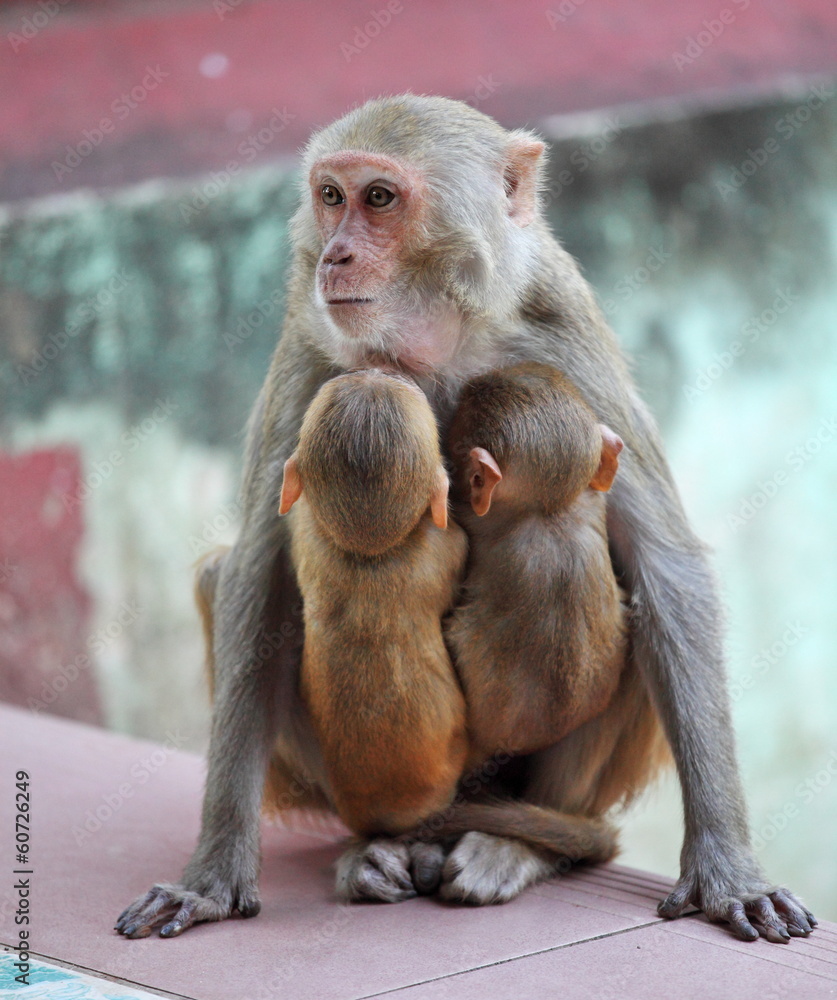 Monkey eat to milk