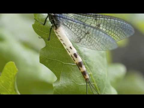 What is a mayfly?