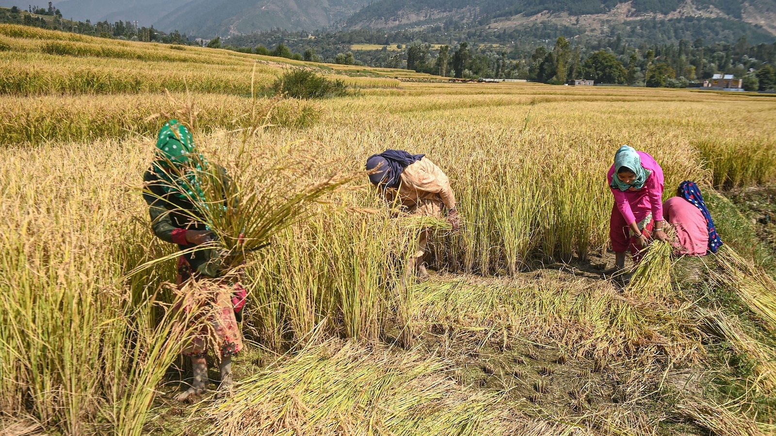 Agriculture