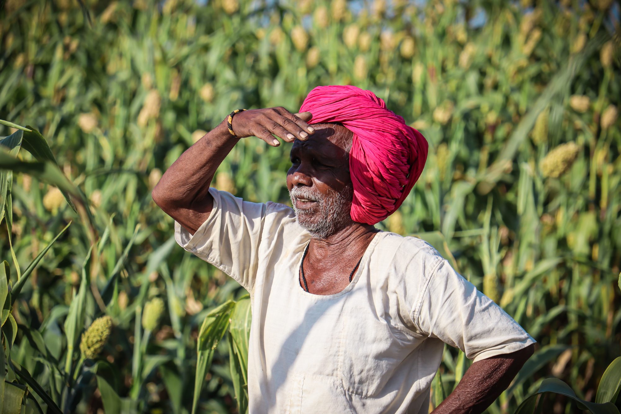 On the Indian farm