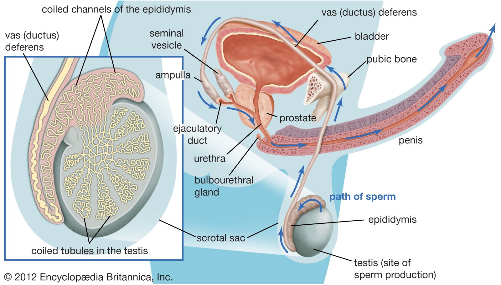 Male Reproductive System