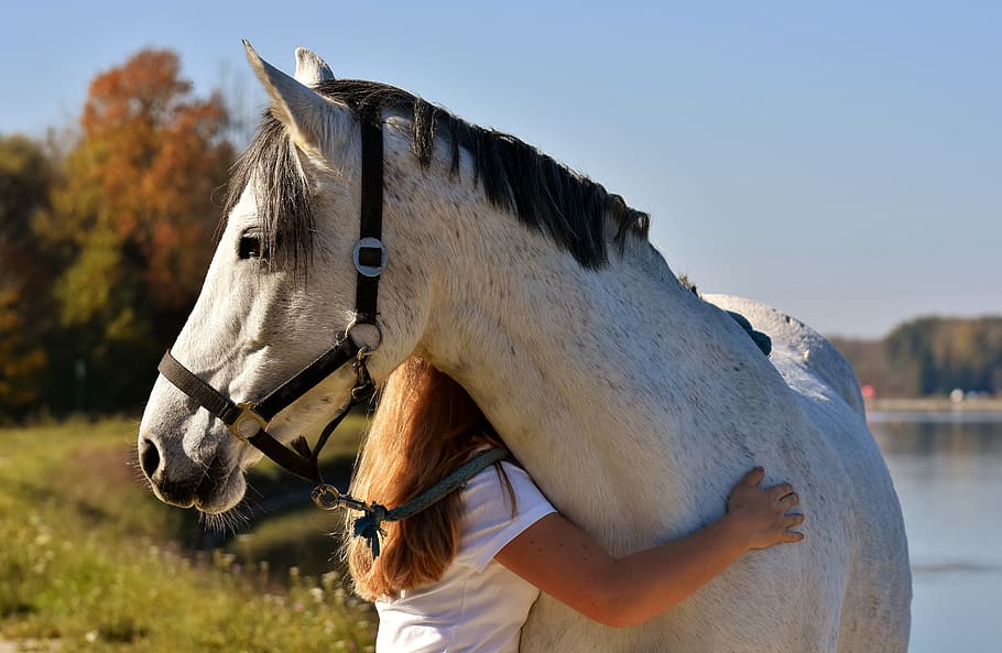 Six girls with horuse animals