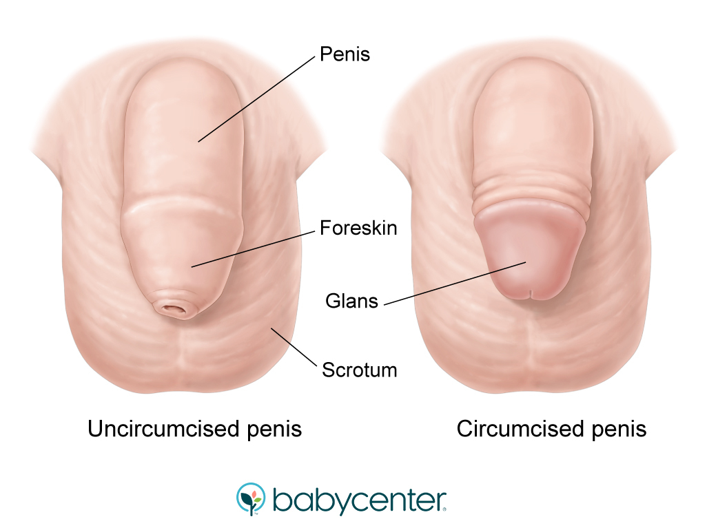 Providers Who Treat Care of the Uncircumcised Penis