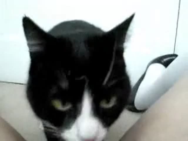 Video porn manaus with cat spreading her legs and giving the pussy hot