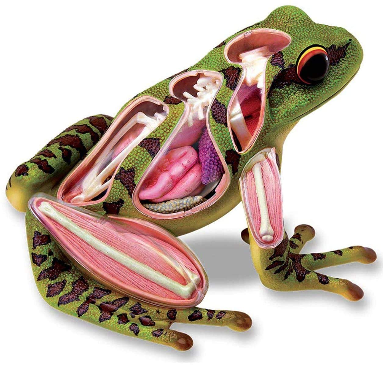 Results for : frog pose